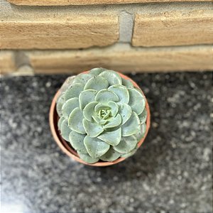 Echeveria Swirl Pote 9