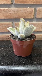 Kalanchoe Tomentosa Chocolate Soldier pote 11