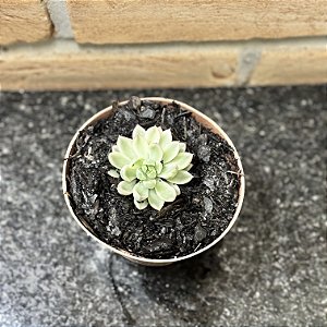Echeveria Mebina Variegata Pote 09