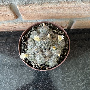 Cacto Mammillaria Prolifera pote 11