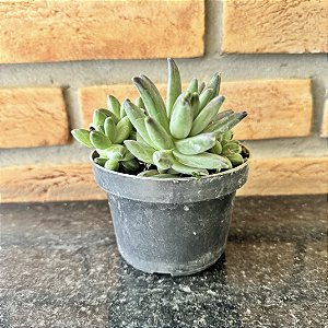 Pachyphytum Compactum Diamante Pote 9