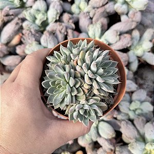 Echeveria Winds Of Change Pote 11