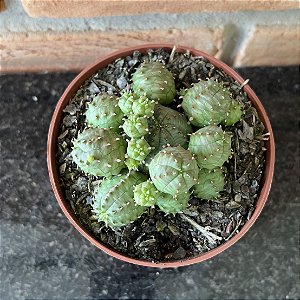 Euphorbia Globosa pote 11