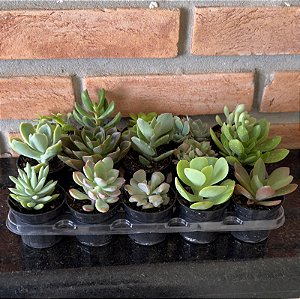 Pedido Personalizado 8 Unidades de suculentas Pote 06