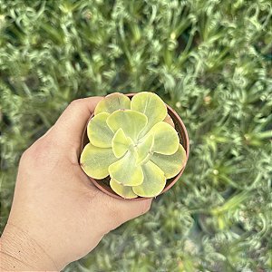 Echeveria Enfant Variegata Pote 9
