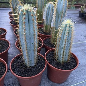 Cacto Azul Pote 15