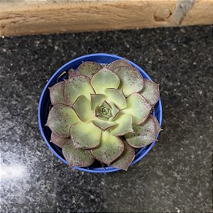 Echeveria Longissima pote 9