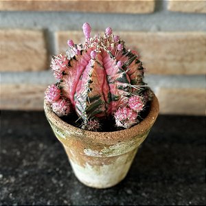 Cacto Gymnocalycium Mihanovichii Variegata Rosa Pote 11 ( único )