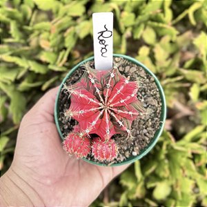Cacto Gymnocalycium Mihanovichii Variegata Rosa Pote 11