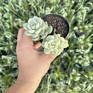 Sedeveria Pudgy Variegata (1 Muda) - Pote 9