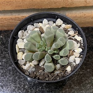 Frithia Pulchra Pote 11