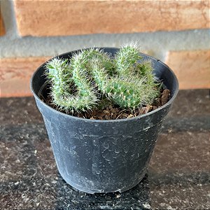 Euphorbia Cristata Pote 9