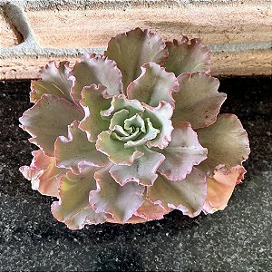 Echeveria Chantilly Pote 11