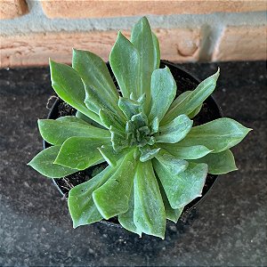 Echeveria Green Rose Monstruosa Pote 11