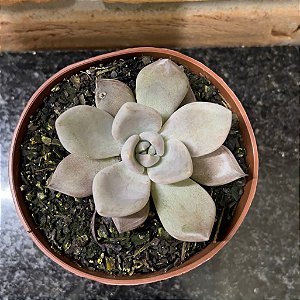 Echeveria Beverley Pote 11