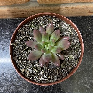 Pachyveria Angel Finger pote 9