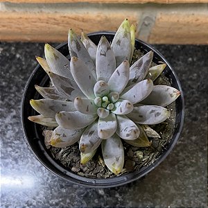 Echeveria Unguiculata Pote 11