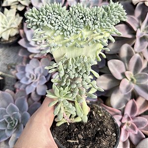 Echeveria Chrissy'n Ryan Cristata pote 11