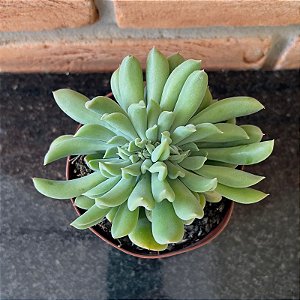Echeveria Dagda Cristata Pote 11