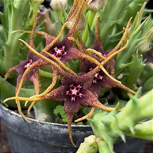 Orbea Caudata Rhodesica Pote 11