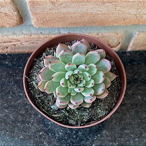 Echeveria Black Tips Pote 9