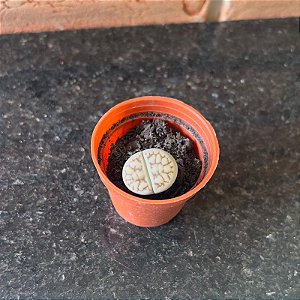 Lithops (cacto pedra) pote 6