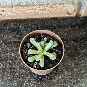 Frithia Pulchra Pote 8
