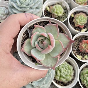 Echeveria Agavoides Casio  Pote 9