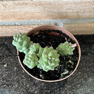 Euphorbia Ritchiei pote 11