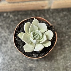 Echeveria Glorious Pote 11