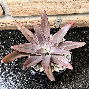 Echeveria Novagaliciana Pote 11