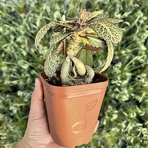 Euphorbia Francoisii - Pote 12