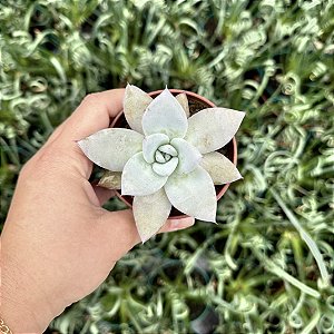 Echeveria Mexican Giant Pote 9