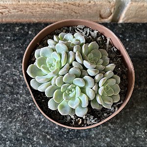 Echeveria Tinkerbell Pote 11