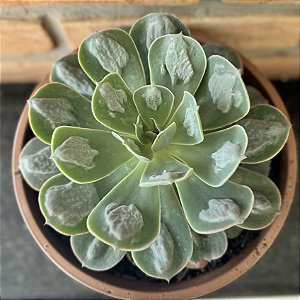 Echeveria Raindrops Cuia 21