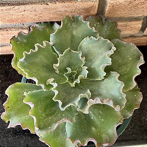 Echeveria Ballerina Cuia 28