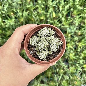 Crassula Ivory Pagoda Pote 9