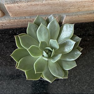 Echeveria Max Pote 11