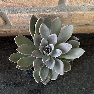 Echeveria Silver Queen Pote 11