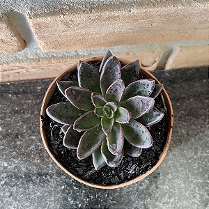 Echeveria Lua Negra Pote 11