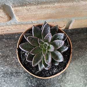 Echeveria Lua Negra pote 11