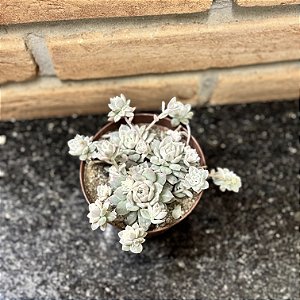Echeveria Prolifica Variegata Pote 11