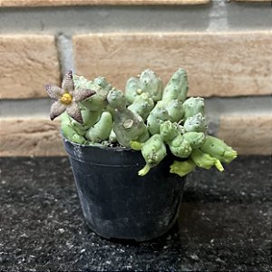 Piaranthus Punctatus Pote 11