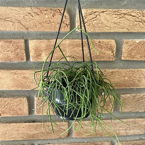 Rhipsalis Macarrão - Cuia 13