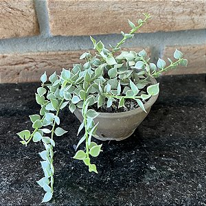 Dischidia Ruscifolia Variegata Pote 8