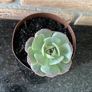 Echeveria Gloria Pote 9