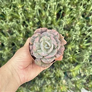 Echeveria Beyonce - Pote 9