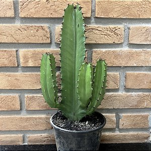 Euphorbia pote 15