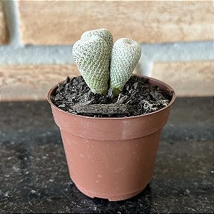 Epithlantha Micromeris (cacto Botão) - Pote 8