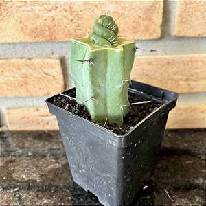 Cacto Eulychnia Castanea Spiralis Enxertado Pote 11